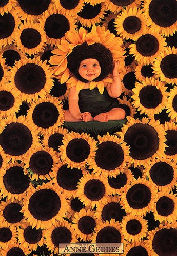 sunflowers2.jpg